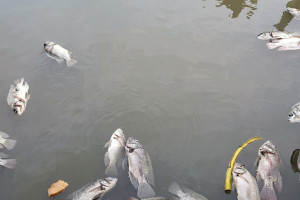 Ikan Sekolam Mati Gara-gara Dikasih Makan Nasi Sisa MBG