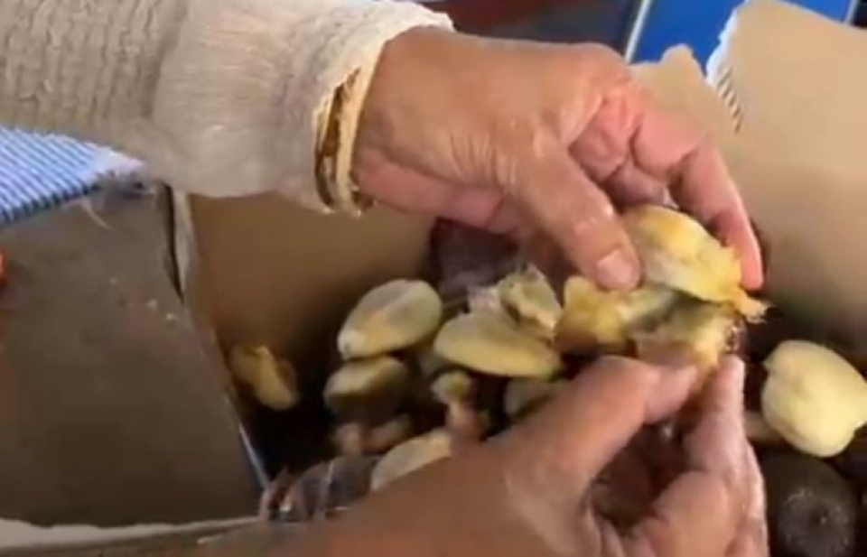 Guru SDK Ruteng II Protes Buah MBG Busuk, Pengelola Dapur Minta Maaf