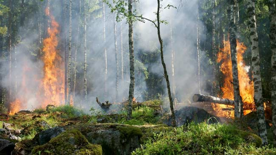 Ketika Manfaat Hutan, Sungai Maupun Laut Diukur dengan Angka Kalkulator