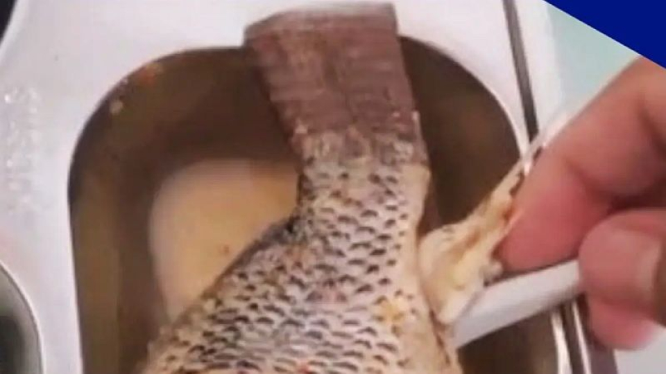 Menu MBG Ditolak Siswa di Asahan, Ikan Mujair Diduga Bau Amis