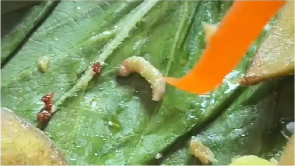 Parah! Ada Ulat Belatung di Menu MBG Siswa SMAN 2 Jombang